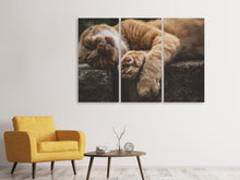 Laden Sie das Bild in den Galerie-Viewer, Leinwandbild 3-teilig Schlafende Katze