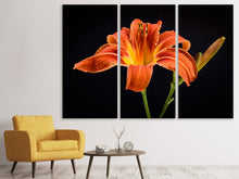 Laden Sie das Bild in den Galerie-Viewer, Leinwandbild 3-teilig Eine Lilien Blüte in orange