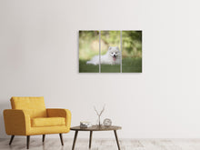 Laden Sie das Bild in den Galerie-Viewer, Leinwandbild 3-teilig Niedliche Spitz Welpe