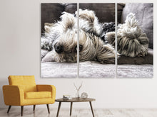 Laden Sie das Bild in den Galerie-Viewer, Leinwandbild 3-teilig 2 niedliche Hunde