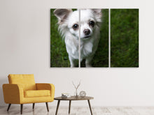 Laden Sie das Bild in den Galerie-Viewer, Leinwandbild 3-teilig Chihuahua Blick