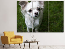 Laden Sie das Bild in den Galerie-Viewer, Leinwandbild 3-teilig Chihuahua Blick