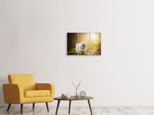 Laden Sie das Bild in den Galerie-Viewer, Leinwandbild 3-teilig Der Havaneser