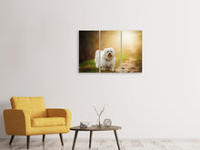 Laden Sie das Bild in den Galerie-Viewer, Leinwandbild 3-teilig Der Havaneser