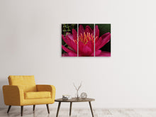Laden Sie das Bild in den Galerie-Viewer, Leinwandbild 3-teilig Wundervolle Seerose