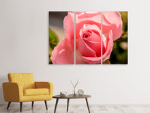 Laden Sie das Bild in den Galerie-Viewer, Leinwandbild 3-teilig Die Rose in rosa