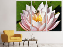 Laden Sie das Bild in den Galerie-Viewer, Leinwandbild 3-teilig Die Biene auf der Seerose