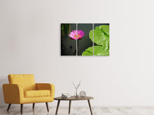 Laden Sie das Bild in den Galerie-Viewer, Leinwandbild 3-teilig Lotus Blüte in pink