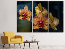 Laden Sie das Bild in den Galerie-Viewer, Leinwandbild 3-teilig Orchidaceae