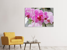 Laden Sie das Bild in den Galerie-Viewer, Leinwandbild 3-teilig Lila Orchideen in der Blüte