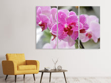 Laden Sie das Bild in den Galerie-Viewer, Leinwandbild 3-teilig Lila Orchideen in der Blüte