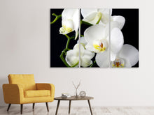 Laden Sie das Bild in den Galerie-Viewer, Leinwandbild 3-teilig Orchidee Close up