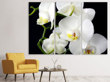 Laden Sie das Bild in den Galerie-Viewer, Leinwandbild 3-teilig Orchidee Close up