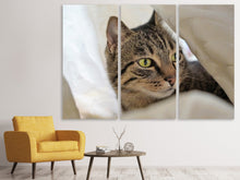 Laden Sie das Bild in den Galerie-Viewer, Leinwandbild 3-teilig Lieblings Katze