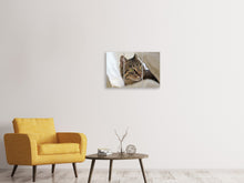 Laden Sie das Bild in den Galerie-Viewer, Leinwandbild 3-teilig Lieblings Katze