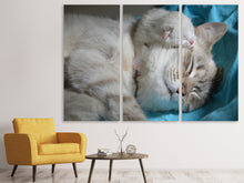 Laden Sie das Bild in den Galerie-Viewer, Leinwandbild 3-teilig Katzen Mama mit Baby