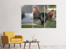 Laden Sie das Bild in den Galerie-Viewer, Leinwandbild 3-teilig Verliebt in Kitten