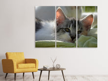 Laden Sie das Bild in den Galerie-Viewer, Leinwandbild 3-teilig Verliebt in Kitten