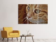 Laden Sie das Bild in den Galerie-Viewer, Leinwandbild 3-teilig Close up Katzenkopf