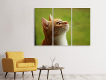 Laden Sie das Bild in den Galerie-Viewer, Leinwandbild 3-teilig Katzennase