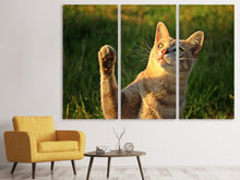 Laden Sie das Bild in den Galerie-Viewer, Leinwandbild 3-teilig Katzen Spiel