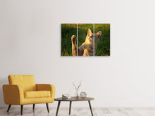 Laden Sie das Bild in den Galerie-Viewer, Leinwandbild 3-teilig Katzen Spiel