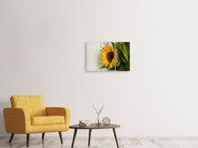 Laden Sie das Bild in den Galerie-Viewer, Leinwandbild 3-teilig Schöne Sonnenblume