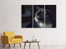 Laden Sie das Bild in den Galerie-Viewer, Leinwandbild 3-teilig Katzenkopf XL