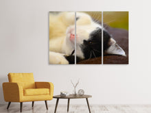 Laden Sie das Bild in den Galerie-Viewer, Leinwandbild 3-teilig Kuschelige Katze