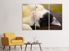 Laden Sie das Bild in den Galerie-Viewer, Leinwandbild 3-teilig Kuschelige Katze