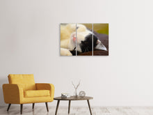 Laden Sie das Bild in den Galerie-Viewer, Leinwandbild 3-teilig Kuschelige Katze