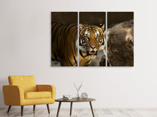 Laden Sie das Bild in den Galerie-Viewer, Leinwandbild 3-teilig Sibirischer Tiger