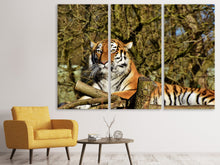 Laden Sie das Bild in den Galerie-Viewer, Leinwandbild 3-teilig Stolzer Tiger