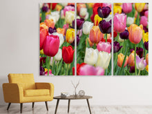 Laden Sie das Bild in den Galerie-Viewer, Leinwandbild 3-teilig Die Farben der Tulpen