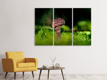 Laden Sie das Bild in den Galerie-Viewer, Leinwandbild 3-teilig Strobilomyces Strobilaceus