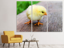 Laden Sie das Bild in den Galerie-Viewer, Leinwandbild 3-teilig Das Küken