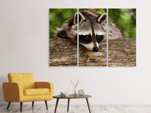 Laden Sie das Bild in den Galerie-Viewer, Leinwandbild 3-teilig Der süsse Waschbär