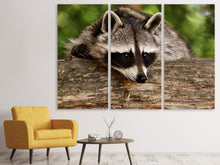 Laden Sie das Bild in den Galerie-Viewer, Leinwandbild 3-teilig Der süsse Waschbär