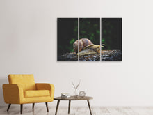 Laden Sie das Bild in den Galerie-Viewer, Leinwandbild 3-teilig Schnecke XXL