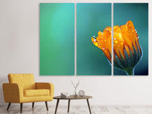 Laden Sie das Bild in den Galerie-Viewer, Leinwandbild 3-teilig Ringelblume im Morgentau