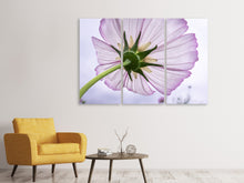 Laden Sie das Bild in den Galerie-Viewer, Leinwandbild 3-teilig Die Kosmos Blume