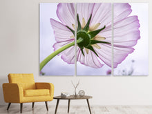 Laden Sie das Bild in den Galerie-Viewer, Leinwandbild 3-teilig Die Kosmos Blume