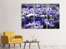 Laden Sie das Bild in den Galerie-Viewer, Leinwandbild 3-teilig Ein Feld voll Krokusse