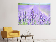 Laden Sie das Bild in den Galerie-Viewer, Leinwandbild 3-teilig Die Lavendelblüte