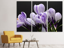 Laden Sie das Bild in den Galerie-Viewer, Leinwandbild 3-teilig Der Krokus