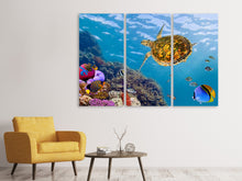 Laden Sie das Bild in den Galerie-Viewer, Leinwandbild 3-teilig Die Wasserschildkröte