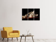 Laden Sie das Bild in den Galerie-Viewer, Leinwandbild 3-teilig Entspannte Katze