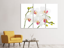 Laden Sie das Bild in den Galerie-Viewer, Leinwandbild 3-teilig Orchideenliebe