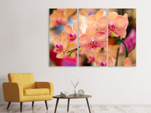 Laden Sie das Bild in den Galerie-Viewer, Leinwandbild 3-teilig Exotische Orchideen