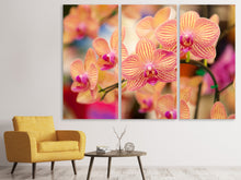 Laden Sie das Bild in den Galerie-Viewer, Leinwandbild 3-teilig Exotische Orchideen